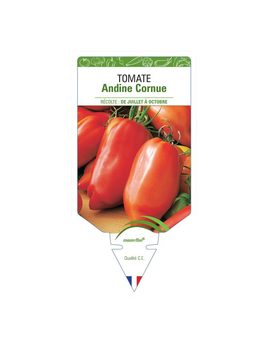 TOMATE ANDINE CORNUE