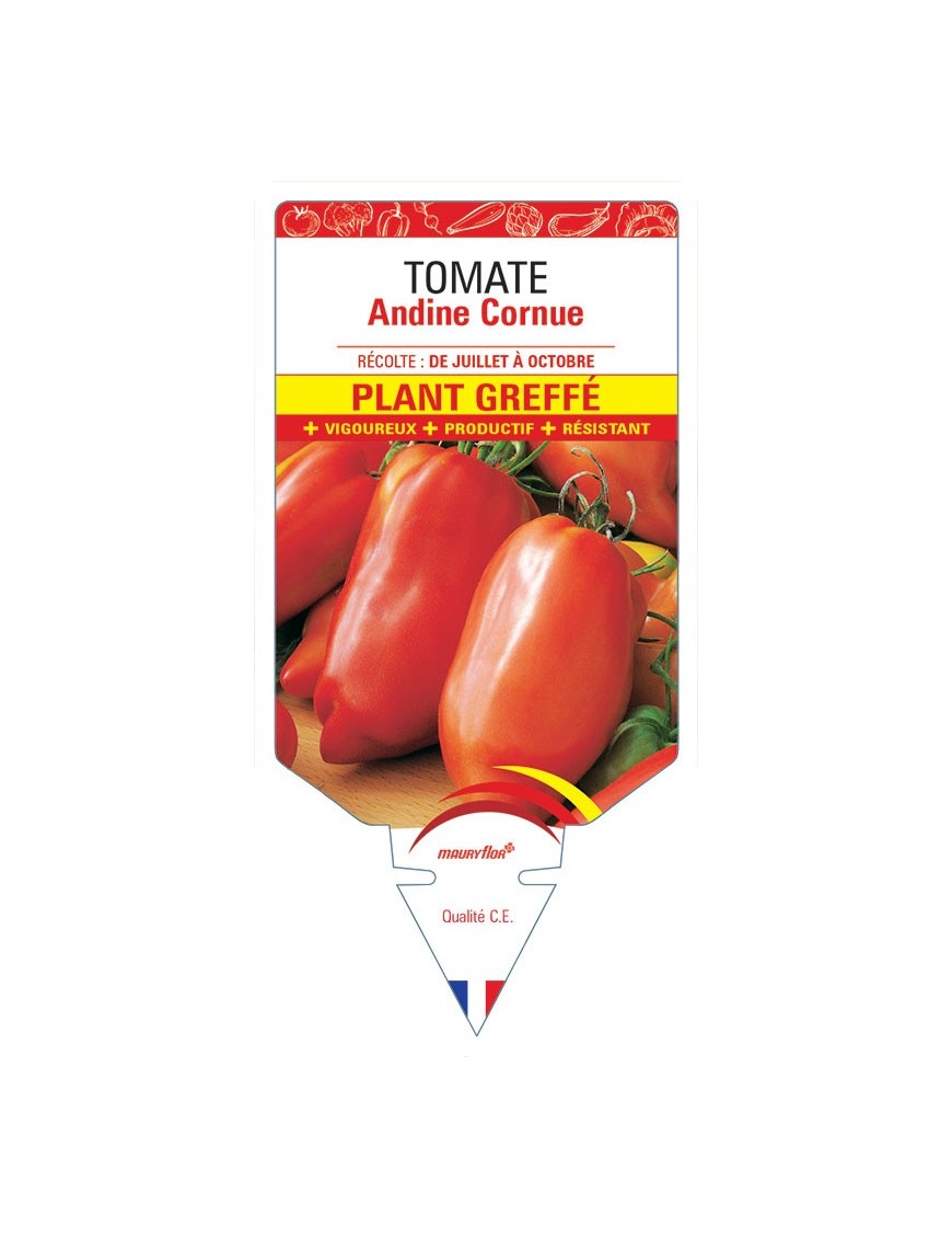 TOMATE ANDINE CORNUE PLANT GREFFÉ