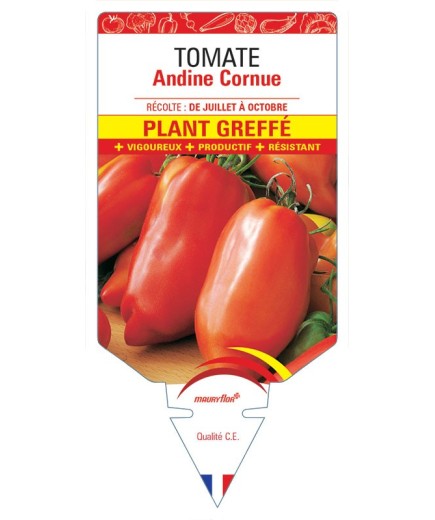 TOMATE ANDINE CORNUE PLANT GREFFÉ