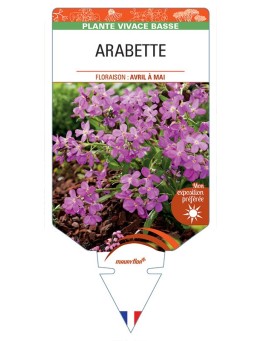 ARABETTE (blepharophylla rose)