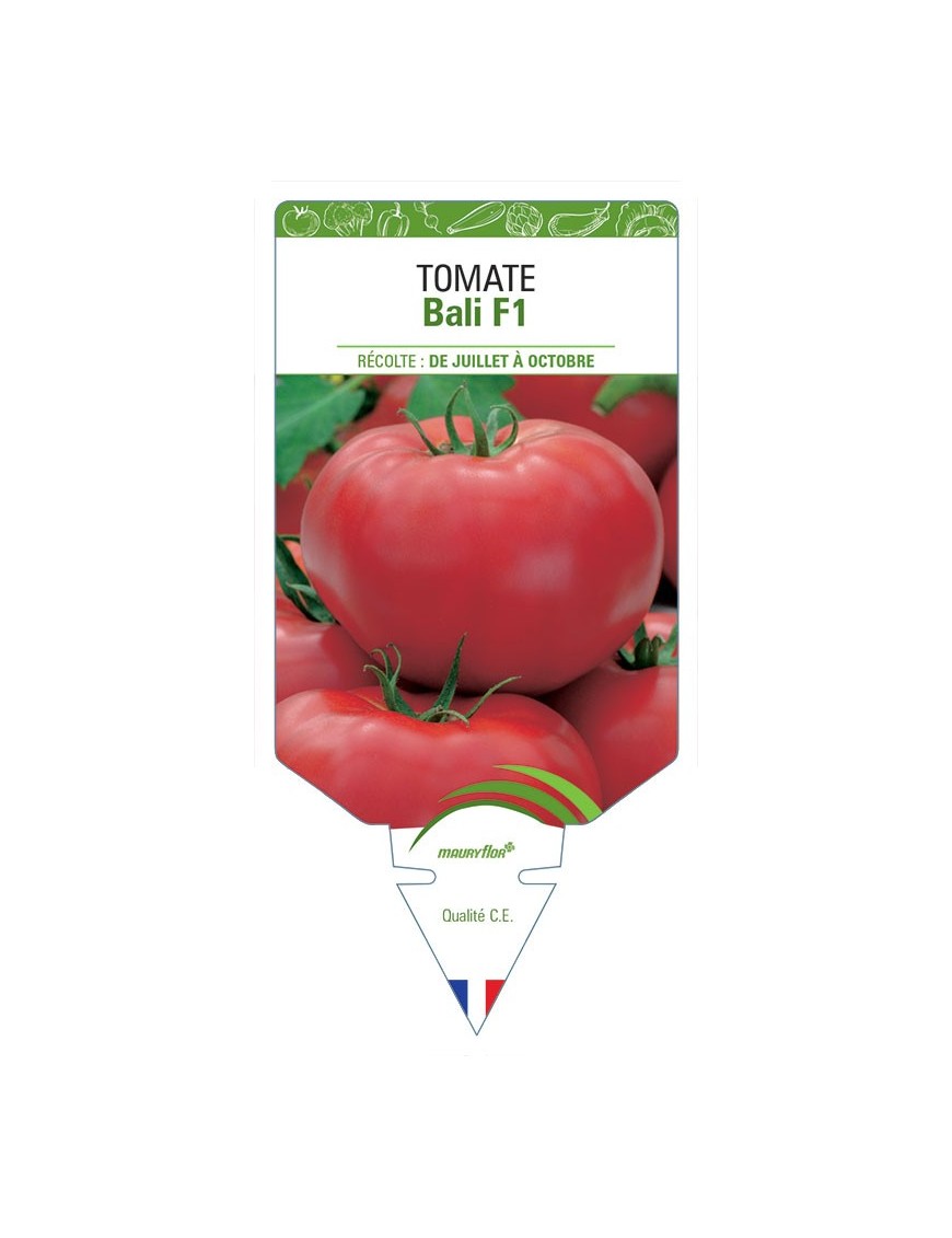 TOMATE BALI F1 *