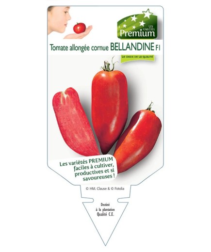 TOMATE BELLANDINE