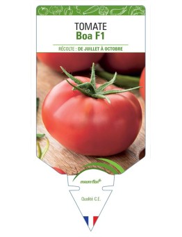 TOMATE BOA F1 *