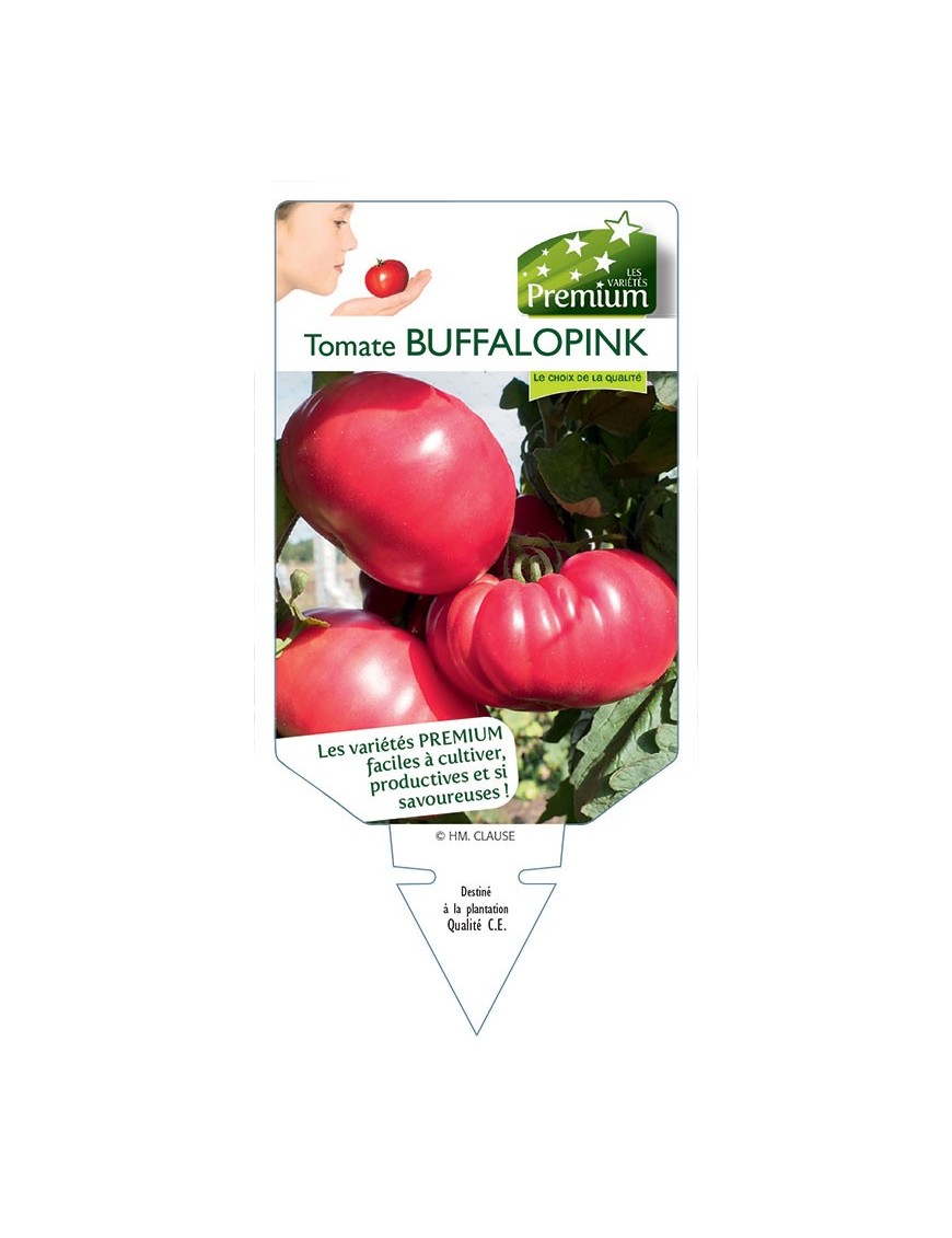 TOMATE BUFFALOPINK