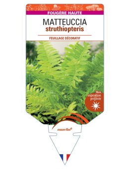 MATTEUCCIA struthiopteris