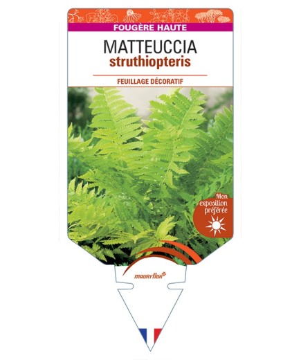 MATTEUCCIA struthiopteris