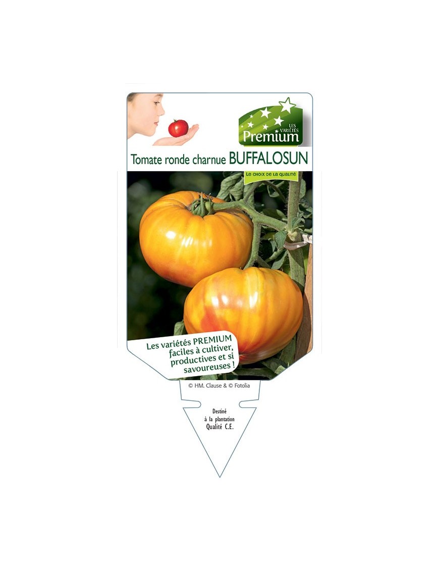 TOMATE BUFFALOSUN