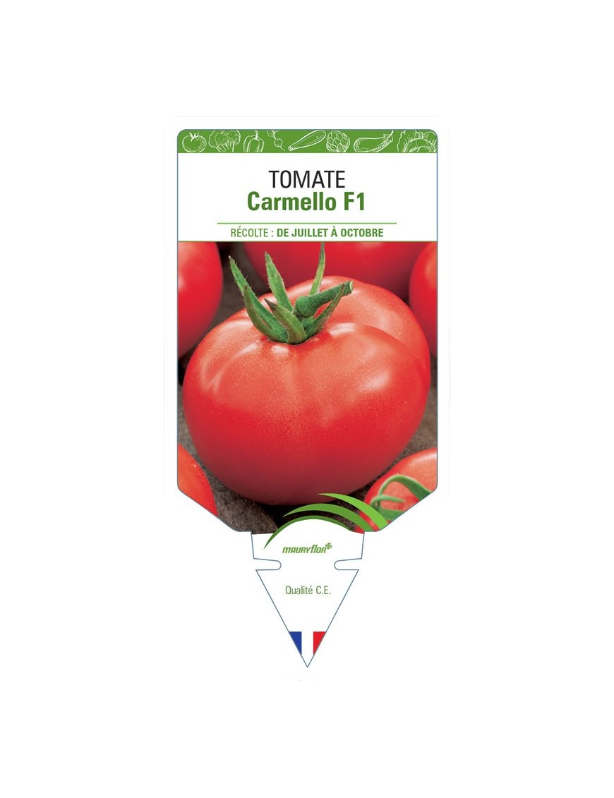 TOMATE CARMELLO F1