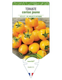 TOMATE CERISE (jaune)