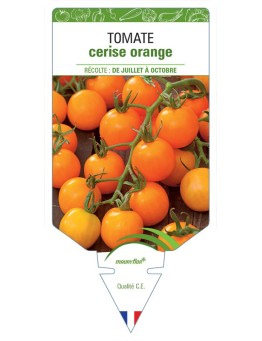 TOMATE CERISE (orange)