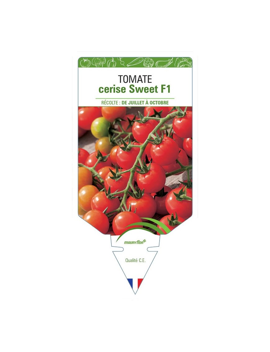 TOMATE CERISE SWEET F1