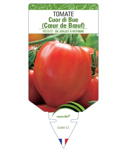 TOMATE CUOR DI BUE (COEUR DE BOEUF)
