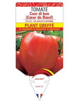 TOMATE CUOR DI BUE (COEUR DE BOEUF) PLANT GREFFÉ