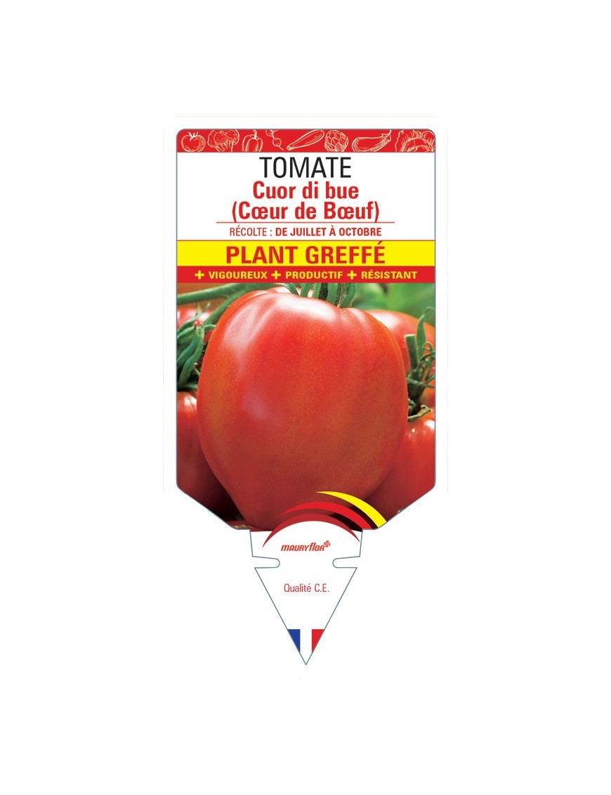 TOMATE CUOR DI BUE (COEUR DE BOEUF) PLANT GREFFÉ