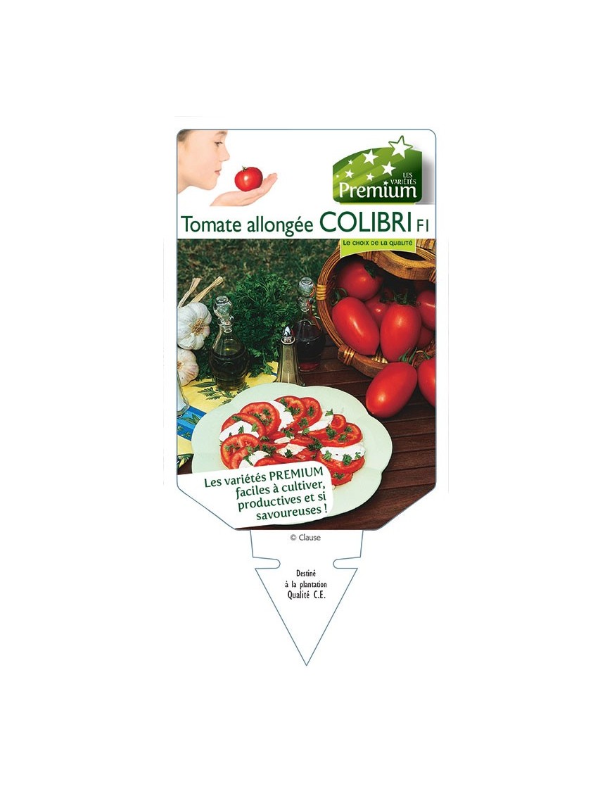TOMATE ALLONGÉE COLIBRI F1