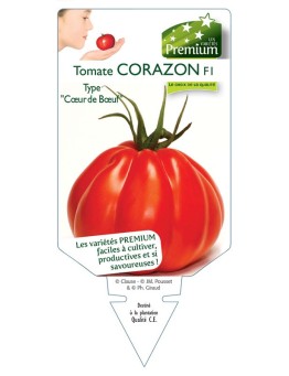 TOMATE CORAZON F1 type "coeur de boeuf"