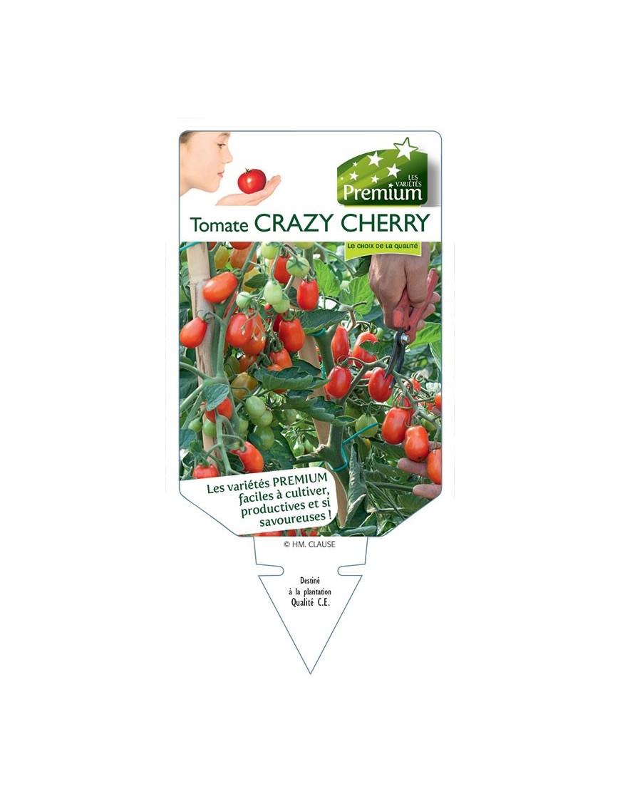 TOMATE CRAZY CHERRY