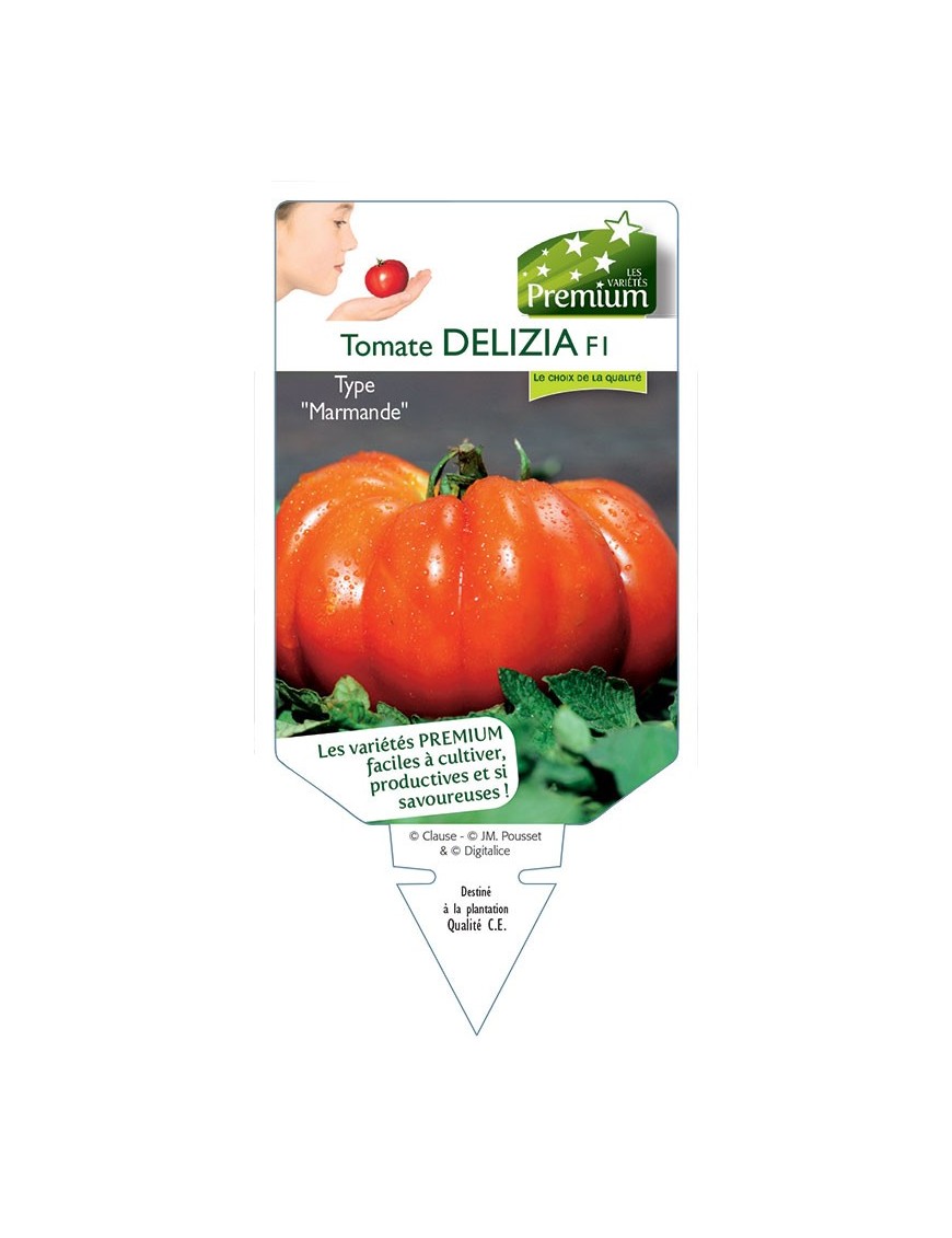 TOMATE DELIZIA F1