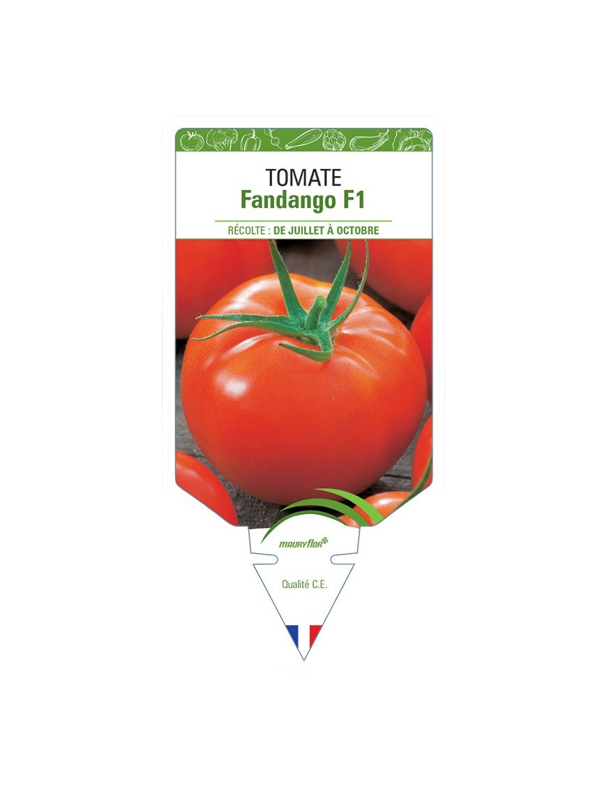 TOMATE FANDANGO F1