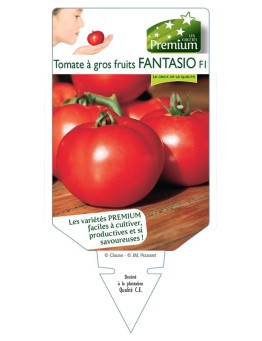 TOMATE à gros fruits FANTASIO F1