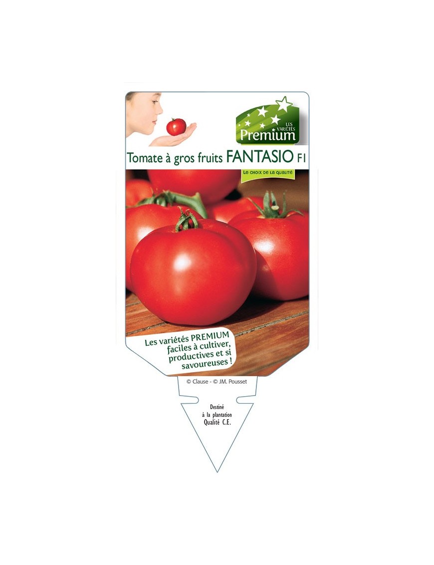 TOMATE à gros fruits FANTASIO F1