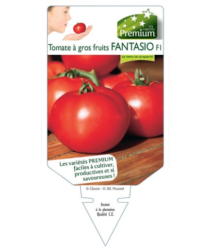 TOMATE à gros fruits FANTASIO F1