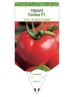 TOMATE FERLINE F1 *