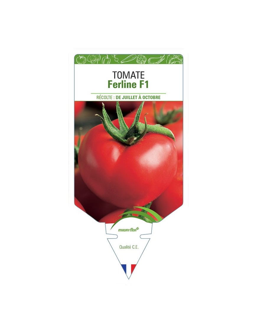 TOMATE FERLINE F1 *