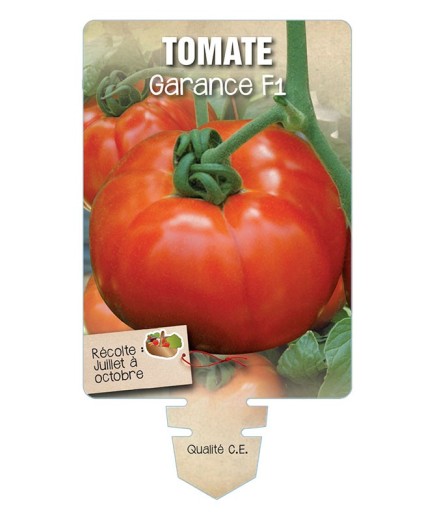 TOMATE GARANCE F1 *