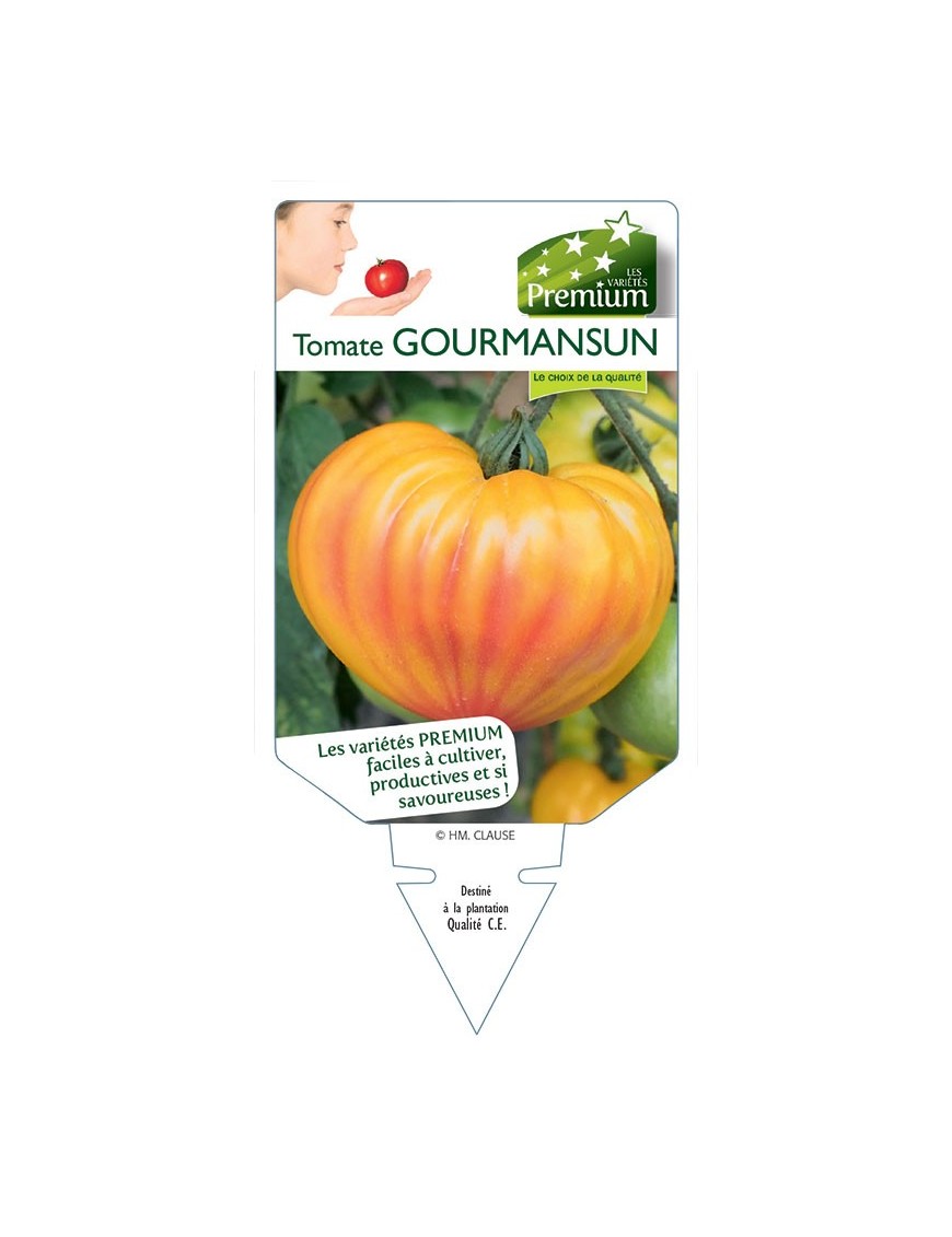 TOMATE GOURMANSUN
