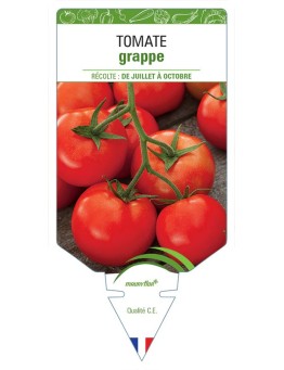 TOMATE GRAPPE