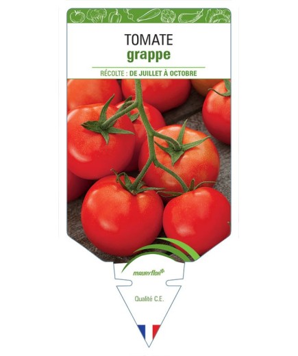 TOMATE GRAPPE
