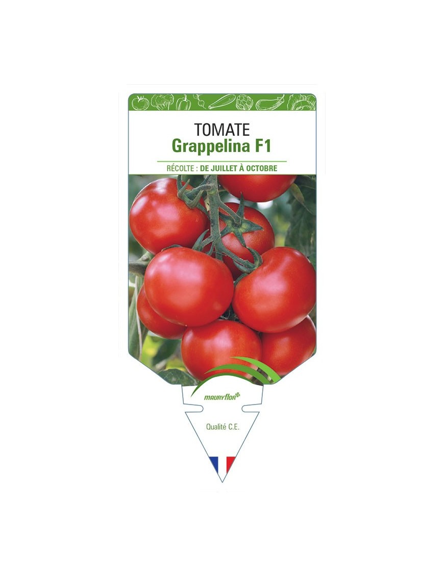 TOMATE GRAPPELINA F1