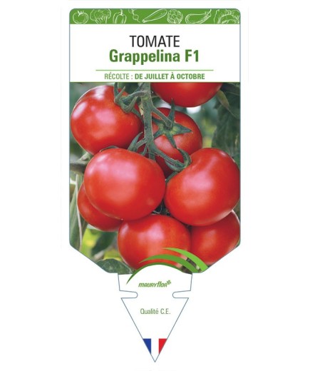 TOMATE GRAPPELINA F1