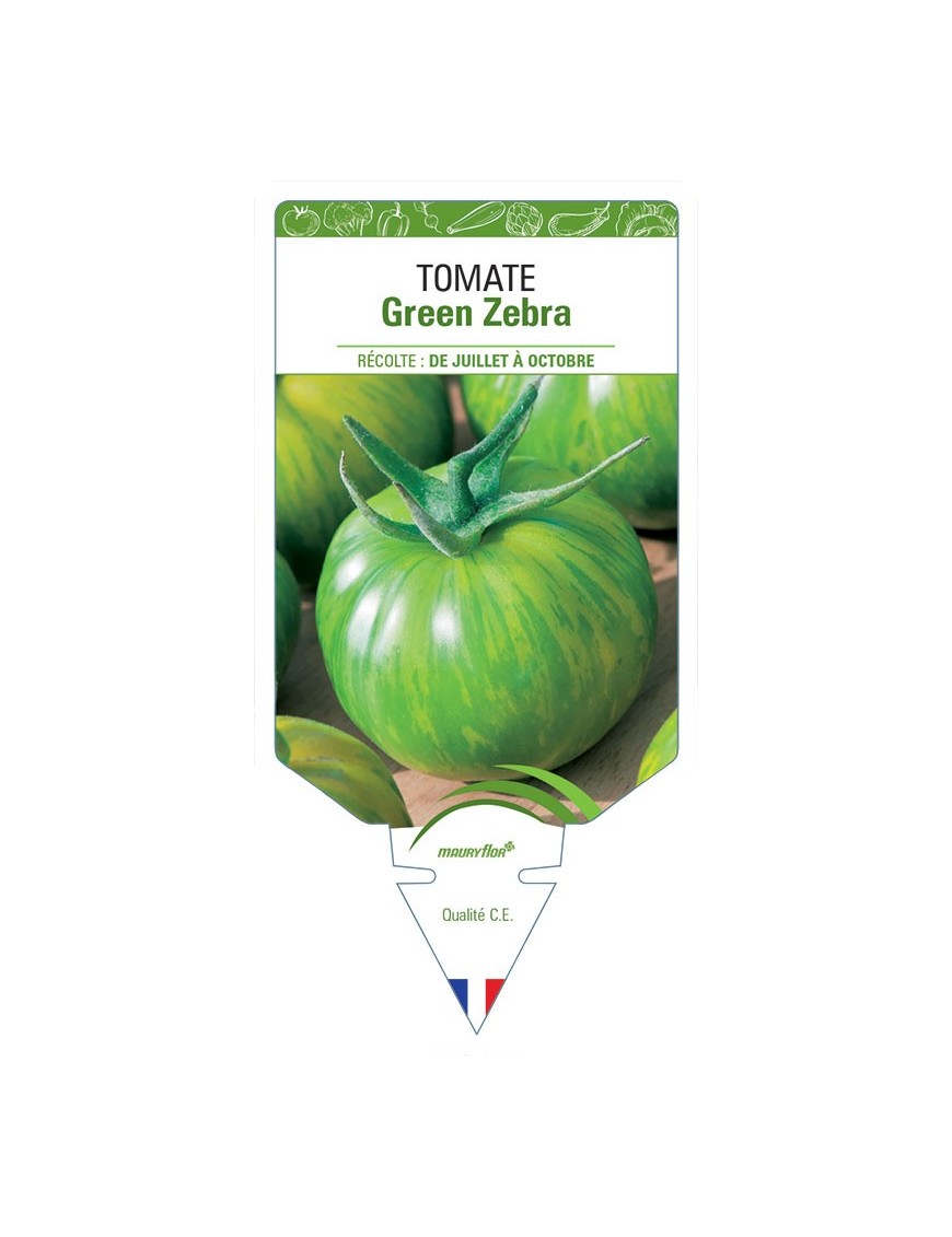 TOMATE GREEN ZEBRA