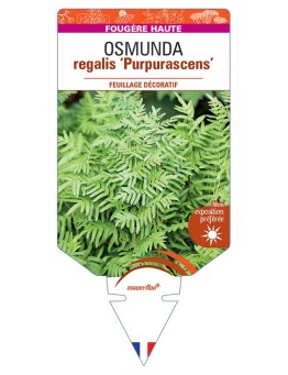 OSMUNDA regalis Purpurascens