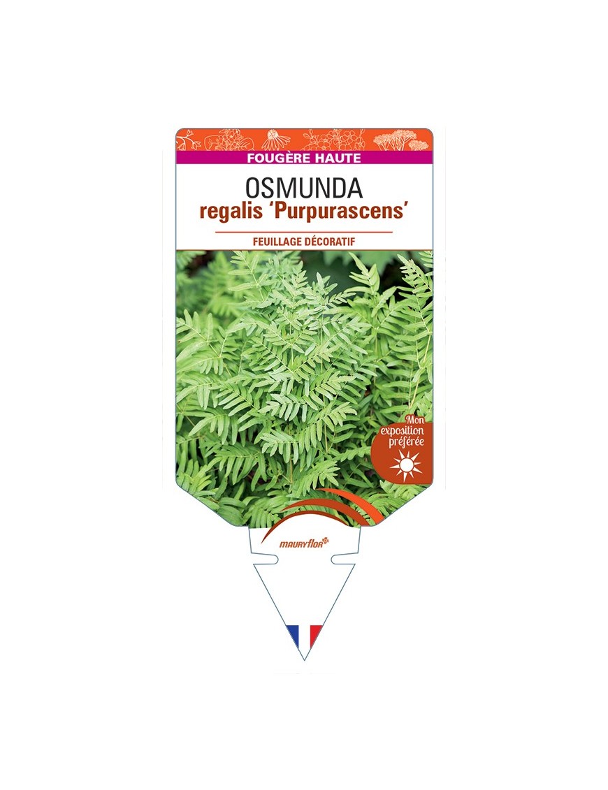 OSMUNDA regalis Purpurascens