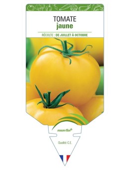 TOMATE JAUNE