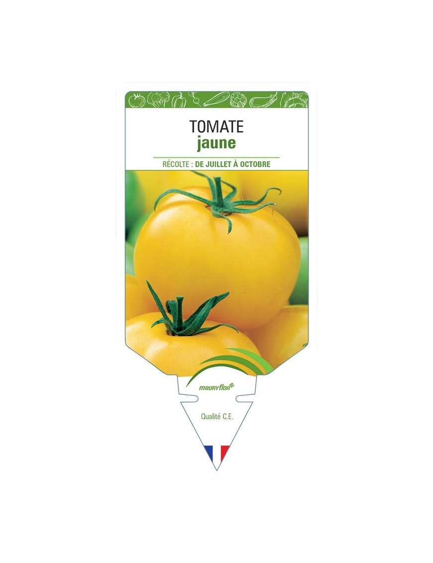 TOMATE JAUNE