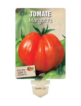 TOMATE MARGOT F1 *