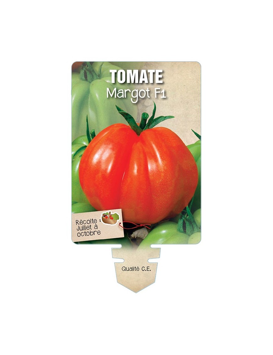 TOMATE MARGOT F1 *
