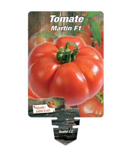 TOMATE MARTIN F1 *
