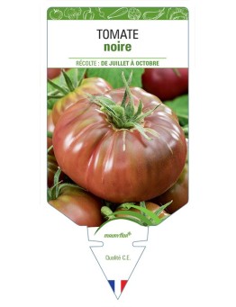 TOMATE NOIRE (grosse et côtelée) *