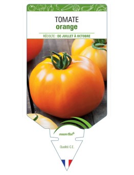 TOMATE ORANGE