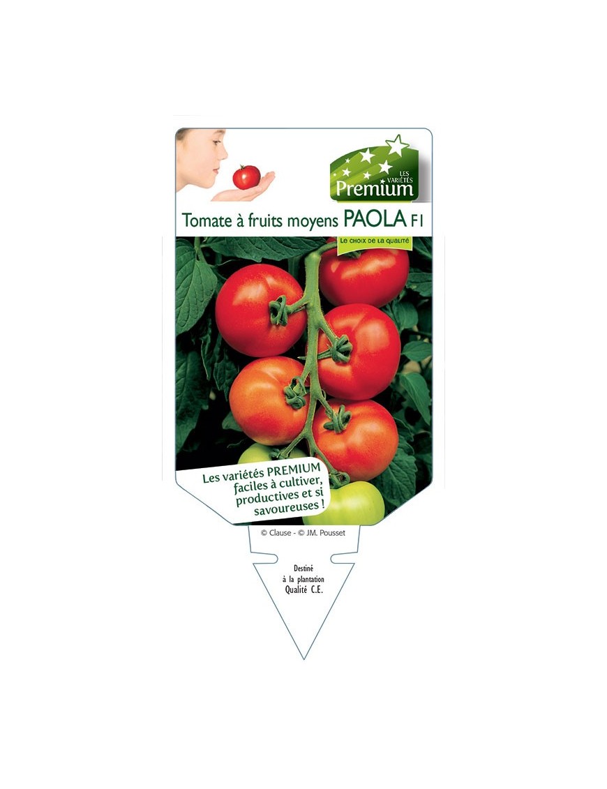 TOMATE à fruits moyens PAOLA F1