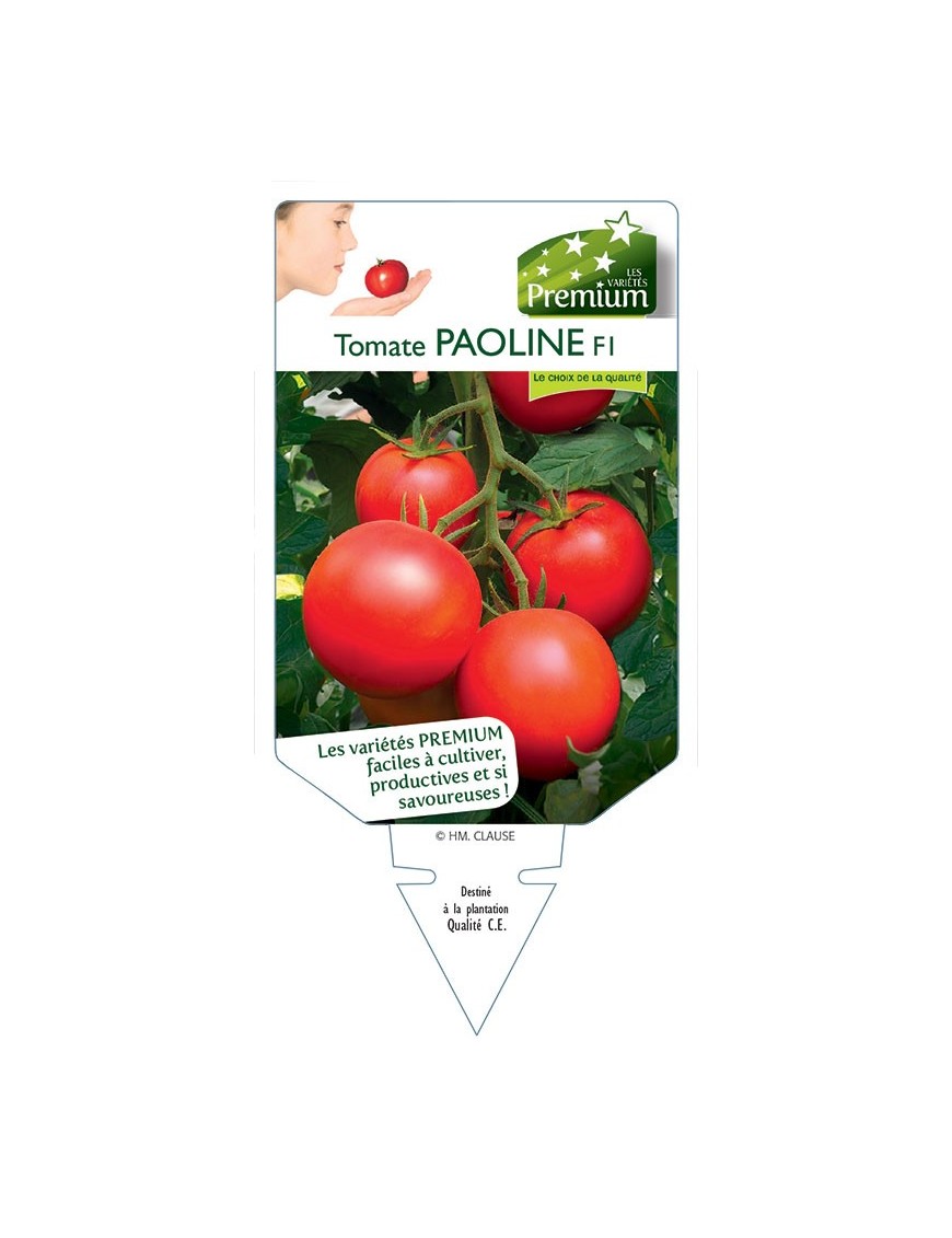 TOMATE PAOLINE