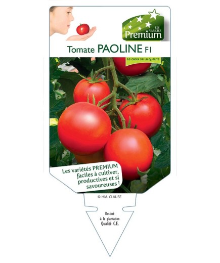 TOMATE PAOLINE