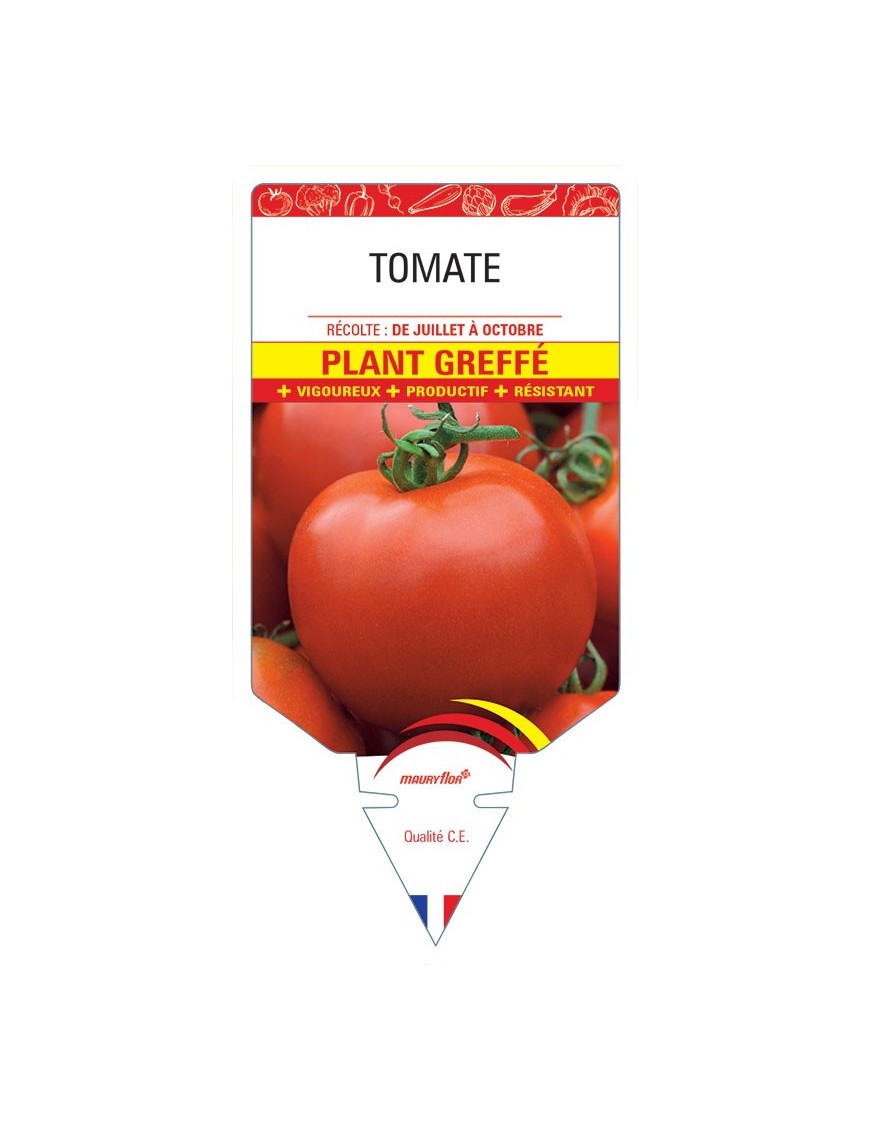 TOMATE PLANT GREFFÉ
