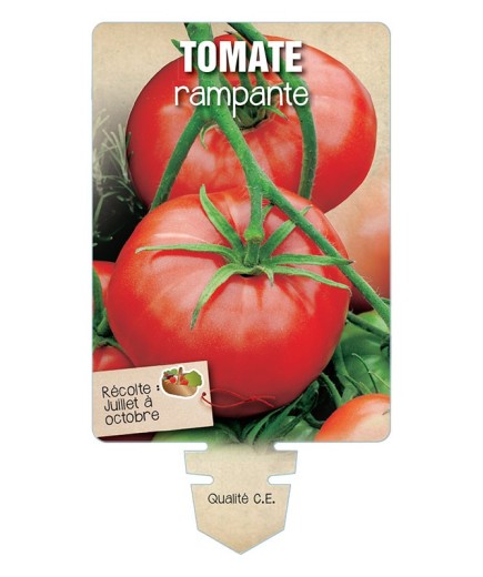 TOMATE RAMPANTE *