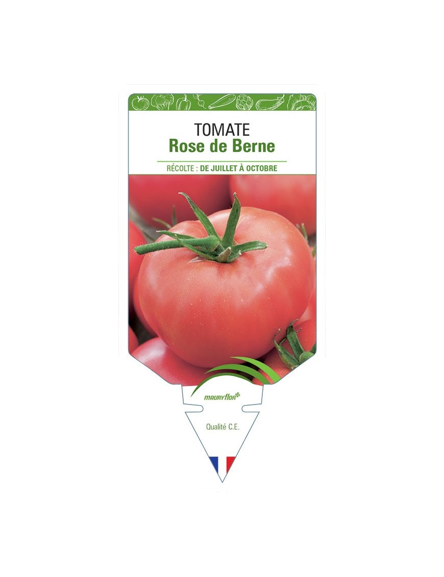TOMATE ROSE DE BERNE